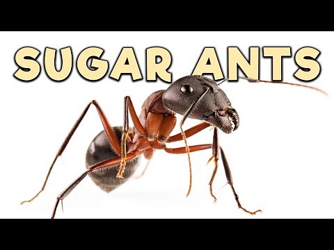 Ant Room Tour | Sugar Ants