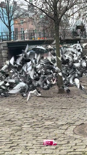 Bird swarm🦅 #birdwatching