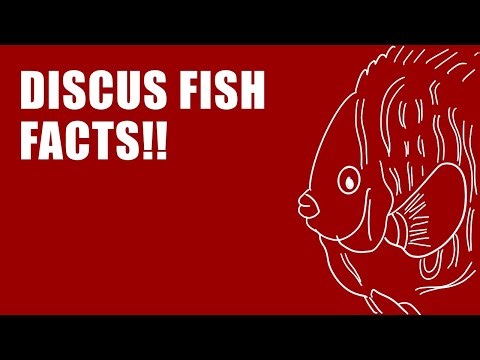Unique facts of discus fish