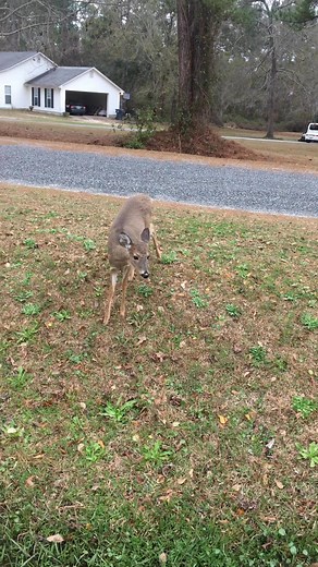 #Deer #wildliferescue #rudolphtherednosedreindeer | Cold Blood Creations