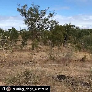 6.2K views · 107 reactions | @hunting_dogs_australia ・・・ Ruger strikes again.... but this time she needed back up from her little mate adi this fella was rank as fuck... Good job ruger and adi ✊ #aussieferalgamehunter #aussieferalgamehunters #australia www.afgh.com.au | Aussie Feral Game Hunters | Facebook