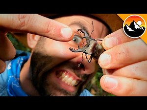 PAINFUL PINCH By This CRAZY Looking Beetle!