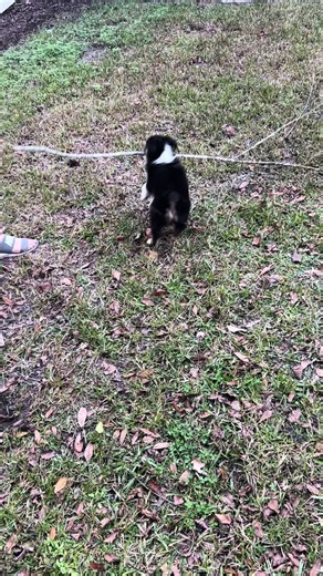 The Soulful Gaze of an Australian Shepherd