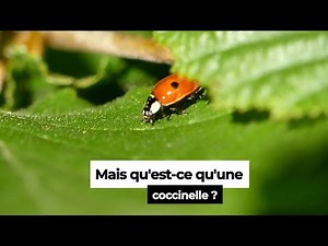 La Coccinelle - cycle de vie et autres informations sur cet insecte film de la Cellule Environnement