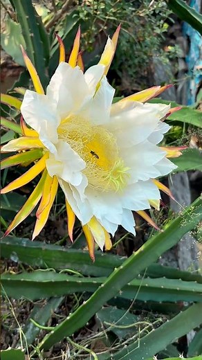 Dragon Fruit Flowers Won’t Rot or Drop! Double Your Harvest with This Easy Method #farming #farmlife