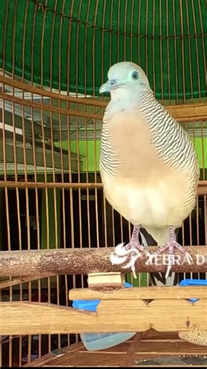Zebra Dove call Bird sounds for relaxations ZD266 #birds #birdsounds #birdsong #animal #zebradove