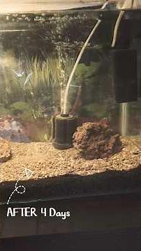 Aquarium New Setup // DIY Fish Tank: Step-by-Step Setup Tutorial🐠 // #aquariumfish #Aquari #setup