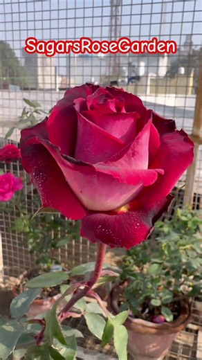 Orisia Rose 🌹 #dutch #rose 🌹#gulab #davidaustinroses #rosecaring #mygarden #rosé #reels #viral