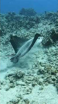 Hawaii Spearfishing Catch and Cook #fishing #spearfishing