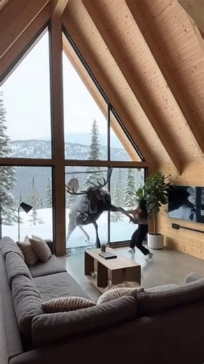A massive bull moose smashes through a floor-to-ceiling glass wall into a modern A-frame cabin living room. A woman in a dark dress screams and yells for it to go back as it slips on concrete, destroys furniture, rips the TV from the wall, and thrashes in panic amid shattered glass and snow. | Cute Cat Page