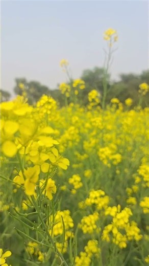 wada raha pyar se pyar ka💛💛💛#वादा रहा प्यार से प्यार का#newyear 2026🎉🎉#happynewyear @birb brd