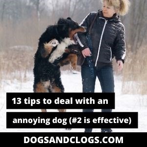 13 Tips To Deal With An Annoying Dog (#2 Is Effective)