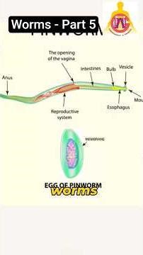 The Anti-Worm Paradox“Worms without worms — the modern ritual.”
