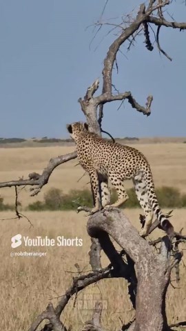 Jaw-Dropping Climbing Cheetah Caught On Camera