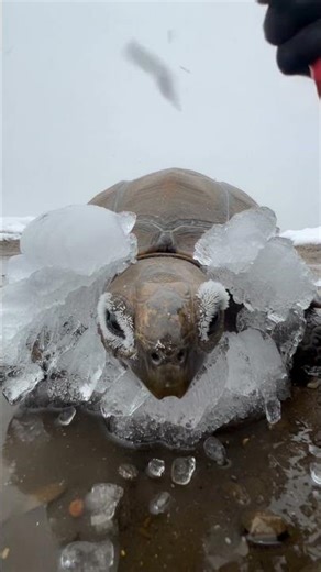 Frozen Solid in an Ice Storm 💔🐢 | Man Saves a Tortoise Just in Time #usa #america #winterstorm #nyc