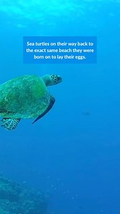 This incredible phenomenon is called natal homing, where sea turtles (and other animals like salmon and herring) migrate away from their birthplace, then return to the same place they were born to reproduce. #turtles #TurtleLove #SeaTurtles #animalfacts #animallover | Oceana Canada