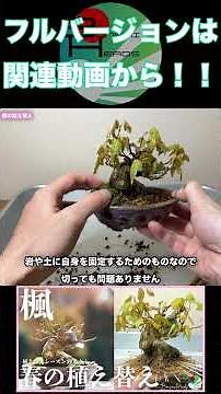 今後が楽しみな楓の盆栽 #盆栽 #bonsai