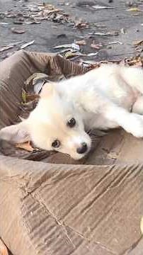 She Was Nearly Euthanized Until Compassionate People Stepped In and Saved Her Life