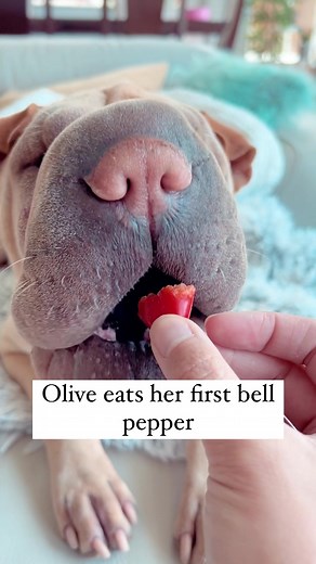 NOT the reaction I expected. I don’t think this is one of her favorites 🤔. It even took her forever to sniff it to trust it 🕵🏻 Although, I tried to see if she would eat it a second time, and she did, but this time without gagging. (The gagging could’ve been a total coincidence and something could’ve just gotten stuck in her throat). But I could tell she much preferred other yummy snacks! I made sure to give her some watermelon to wash it down lol. #bellpeppers #sharpei #sharpeilove #sharpeili