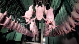 A low view on a factory room full of hanging chicken bodies...