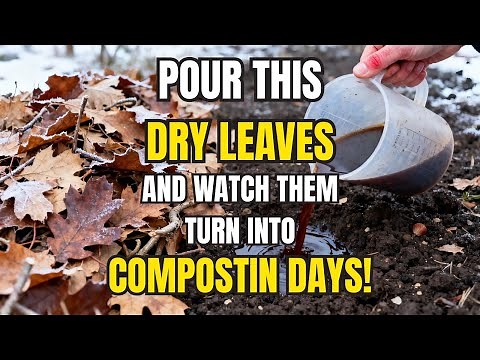 Pour THIS Over Dry Leaves and Watch Them Turn Into Compost in DAYS!