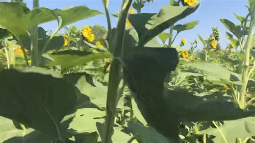 9.9K views · 163 reactions | This is the new field from the side x side. It’s about 65-70% bloomed right now. Gonna go ahead and open it today. You can visit both fields if you wish. We will be here till 8 tonight. | The Sunflower Field | Facebook