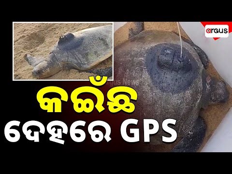 କଇଁଛ ଦେହରେ GPS | GPS Device Installed On Turtle For Tracking | Argus News