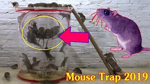 14K views · 188 reactions | Special Mouse Trap with Chick 2 | DIY Rat Trap | Facebook