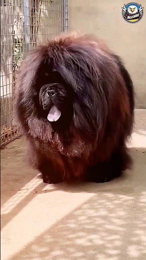 Unbelievable Dog Transformations! Before & After!