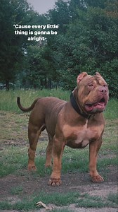 Don’t you love his smile? Berlin is not worried at all. Fully adapted and putting back that “bullyciousness” on… . Collar by @petcolonyusa . . SAMBA KENNELS ™ . ❤️‍🔥THE BEST ❤️‍🔥BLOODLINES FROM BRAZIL 🇧🇷& USA 🇺🇸 . ▶️Follow our Instagram @sambakennels 📸 ◀️ ▶️Follow our Instagram @samba.bullies 📸 ◀️ ▶️Give this post a ❤️ to support us! ◀️ ▶️ Tun on the 🔔 to not miss our updates!🔼 ▶️ Leave your comment or suggestion 🔝◀️ ▶️tag a hater ❌❌ 🤣🤣◀️ ▶️ Tag a bully/ pitbull / dog lover 💕 🐾 ◀️