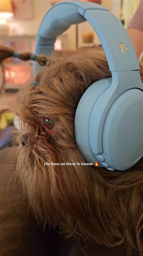 you can adjust the bass using the slider on the side. powerful, adjustable, and immersive bass 🙌 #dogsoftiktok #fyp #scullcandy #skullcandyanc2