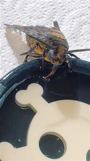 The coolest part about raising moths! Watching them feed #moths