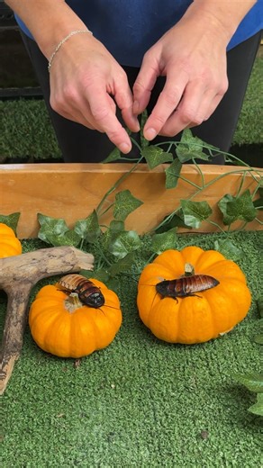 Do you know how Madagascan Hissing Cockroaches make their hissing sound? It's probably not what you were expecting... Join Caroline and find out more about these fascinating creepy crawlies! #godstonefarm #godstone #creepycrawlies #Madagascar #madagascan | Godstone Farm