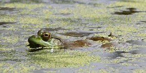 Got an ear for frog and toad calls? Iowa is seeking survey volunteers