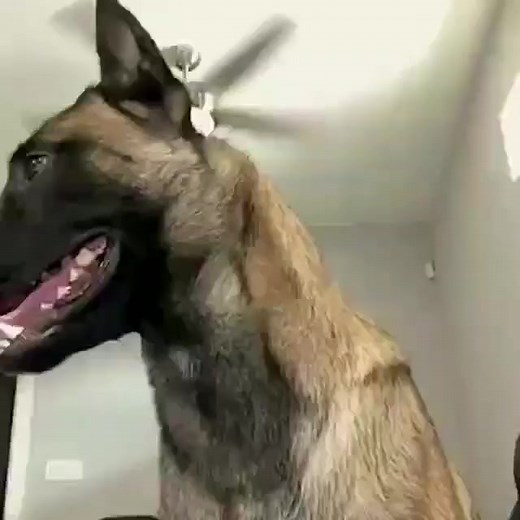 Say what? 🤓👉💕 #smartdog #smartdogooo #prettypup #dogos