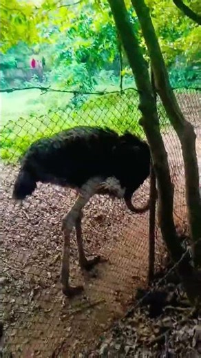 Ostrich Running Fast | World’s Largest Bird in Action