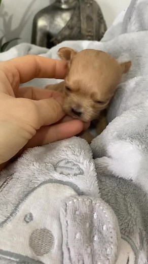 Maltipoo puppy Mavis and her Incredible Transformation 🤩🤩Maltipoo as a Newborn vs Fully grown Adult Maltipoo😇❤️🐶🐾 #doglover #doglovers #cutnessoverload #cutepetclub #toomuchcuteness #toocute #toocuteforwords #puppy #puppylove #puppylover #reelsvideo #trendingreels #maltipoosofinstagram #maltipoos #cutestpuppy #dogs #cutestdogs #teddybearlove #teddybeardog #dogofinstagram #instadog #instadoggy #doglife #doglifeisgood #mlapets #pet #petlovers | MLA Pets - My Little Angels