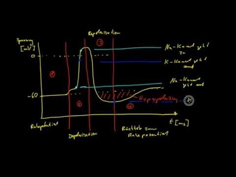 Neurobiologie - 6: Das Aktionspotential