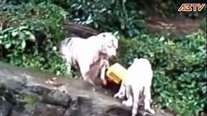 White Tigers in Singapore Zoo Attacked Caretaker
