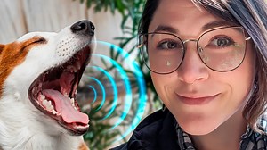 What scientists mean when they say we are closer to "talking to animals"