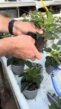 Day in the life of a Growing Media and Fertiliser Specialist