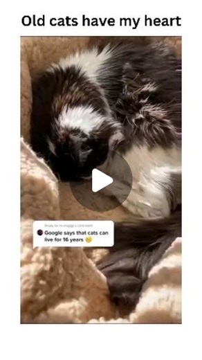 Purrfect Mom😻 | Old Cats Have My Heart ❤️🐾😺 #seniorcats #cats #catsofinstagram #seniorcat #catsofinsta #seniorcatsrock #rescuecatsofinstagram... | Instagram