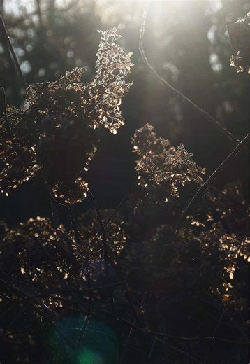 warm glow #hippocampus