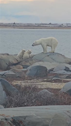 Polar Bear Alley on Reels