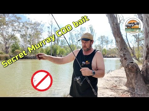 Secret Murray Cod Bait Fishing Recipe – River Fishing in Australia