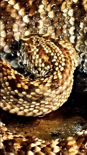 Thirsty Uracoan Rattlesnake | A Stunning Wildlife Moment #snakelovers #naturelovers #amazingnature