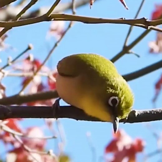 メジロの鳴き声（鳥の鳴き声図鑑）
