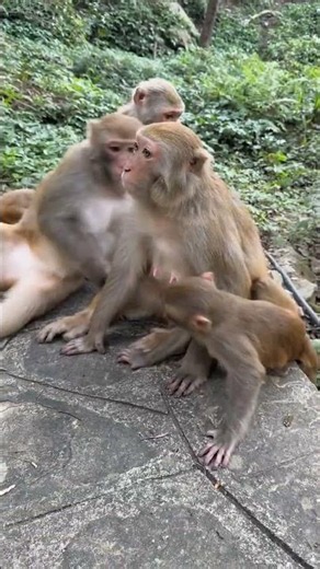 Everyone Is Bullying This Poor Baby Monkey... Watch What Happens Next 😭💔