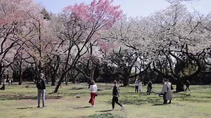 Enjoy beautiful cherry blossoms in full bloom at this urban oasis amidst the bustling shopping and entertainment hub Shinjuku. Produced by NICE BROTHERS | PLAYTOKYO
