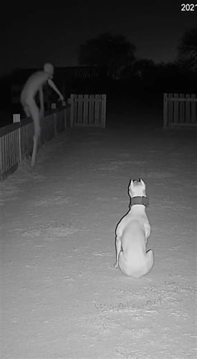 Farm Security Camera Caught This at Night